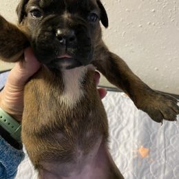 Boxer Puppies from Tracy's Boxers