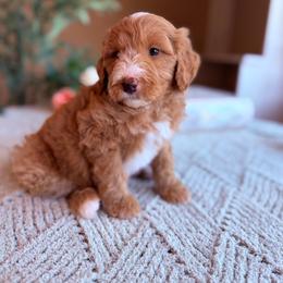 Simon - Parti male Goldendoodle puppy in Barstow, California from Golden Desert Doodles