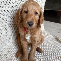 Red - Apricot female Goldendoodle puppy in Buda, Texas from The Doods Spot *located in Buda, tx.*