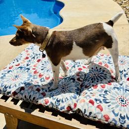Rat Terriers from LJ&B