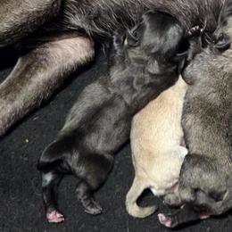 Dark Girl - Silver female Pug puppy in Tulsa, Oklahoma from Locust Creek Pugs & Japanese Chin's