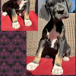 Silk - Black female Great Dane puppy in Wellsville, New York from Prophecy Danes