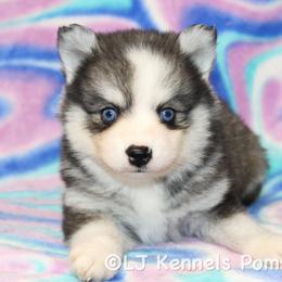 Speedo - Black and white male Pomsky puppy in Centerville, Iowa from LJ Kennels Pomskies, LLC