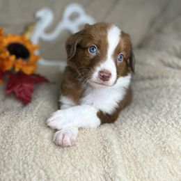 Noel - Brown and white female Aussiedoodle puppy in Lookout, California from Remington Kennels, LLC
