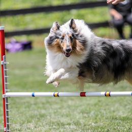 Collie All Grown Up from Grace Mountain Collies