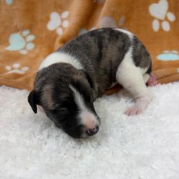 Bo - White and fawn brindle male Whippet puppy in West Plains, Missouri from Sycamore Ridge Puppies