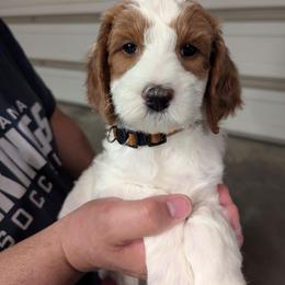 Sprout - Parti male Goldendoodle puppy in Sioux Falls, South Dakota from Dolly's Doodles