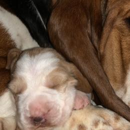 Basset Hounds from Lotus Rose Basset hounds