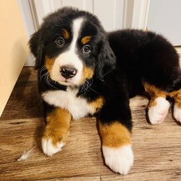 Bernese Mountain Dog Puppies from J & J Meadows