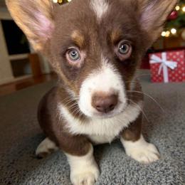 Zero - Liver and white male American Corgi puppy in Grants Pass, Oregon from KnR Antler Dogs