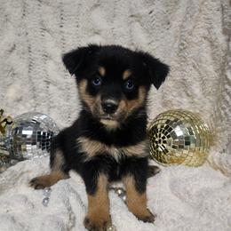 Snow White - Black and white female Companion Cross puppy in Decatur, Illinois from Petite Pups