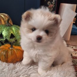Ted - White male Pomeranian puppy in Tampa, Florida from Diana's Pomeranians