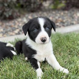 Girl 1 - Black and white female Border Collie puppy in Centerville, Washington from Forthright Farms
