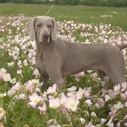 Weimaraners from Ashmore Weimaraner