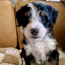 Bernedoodle Puppies from BFF Bernedoodles
