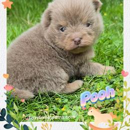 Pooh - AKC - Lavender male Pomeranian puppy in Eatonville, Washington from Foxy Forest Poms