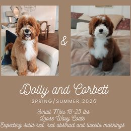 Goldendoodle puppies from Cedarcrest Goldendoodles