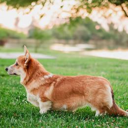 Shiner - Pembroke Welsh Corgi