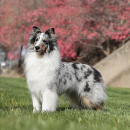 Raelynn - Shetland Sheepdog