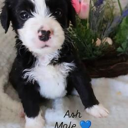 Ash - Black and white male Bernedoodle puppy in Shiloh, Georgia from Doodle Mountain
