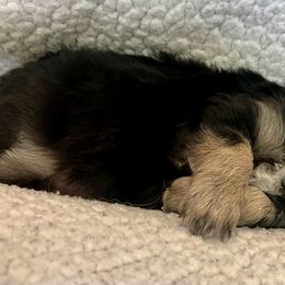 Chihuahua Puppies from Wild Mountain Chihuahuas