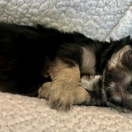Chihuahua Puppies from Wild Mountain Chihuahuas