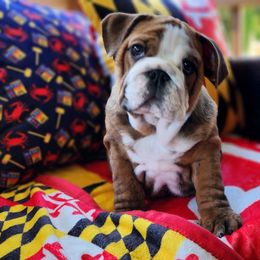 Bulldog Puppies from Bayside Bullies