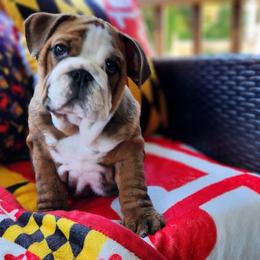Bulldog Puppies from Bayside Bullies