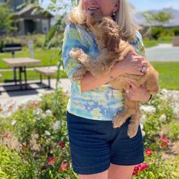Australian Labradoodle Puppies from Pixie Doodle Paws