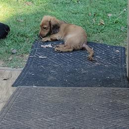 Dachshund Puppies from CLARK'S BREEDING PROGRAM