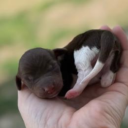 Girl 1 - Piebald female Dachshund puppy in London, Kentucky from Steele Half Acre Homestead