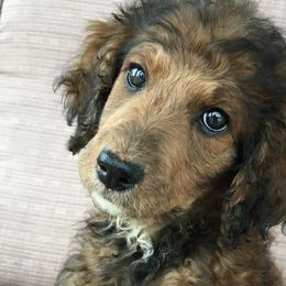 Aussiedoodles and Bernedoodles from Deer Canyon Family Doodles