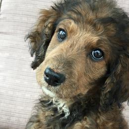 Aussiedoodles and Bernedoodles from Deer Canyon Family Doodles