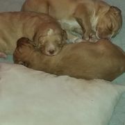Bordoodle Puppies from Alabama Top Doodles