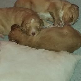 Bordoodle Puppies from Alabama Top Doodles
