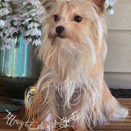 Purni - Yorkshire Terrier