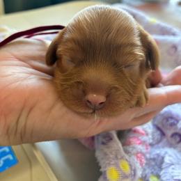 Syrup - Red female Cavapoo puppy in Adrian, Oregon from ApplebyFarm
