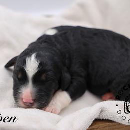 Aspen - Tri-color female Bernedoodle puppy in Edmond, Oklahoma from Rock N Roll Doodles