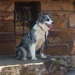 Australian Shepherds from Ash Ranch Aussies