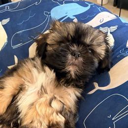 Freddie - Red male Shih Tzu puppy in Hemet, California from Aloha Shih Tzu