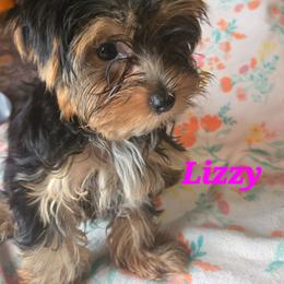 Lizzy - Black and tan female Yorkshire Terrier puppy in Zuni, Virginia from Serendipity Yorkies