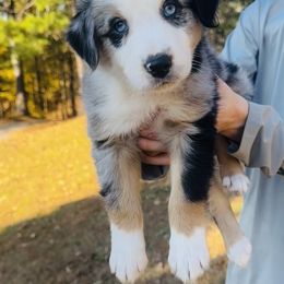 Chestnut - Blue merle male Australian Shepherd puppy in Mckenzie, Tennessee from Whispering Iris Aussies