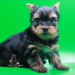 Yorkshire Terrier Puppies from Essence of Grace Yorkies