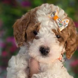 Suede - Parti female Goldendoodle puppy in Vernon, Texas from Sugarland's Texas Goldendoodles