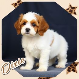 Dixie - Cavapoo