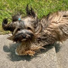 Lucy - Havana Silk Dog