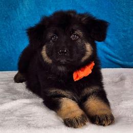 Orange Collar - Black and tan female German Shepherd puppy in Louisville, Ohio from Crooked River German Shepherds
