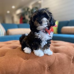 Havanese and Havapoo Puppies from Ladypawspuppies