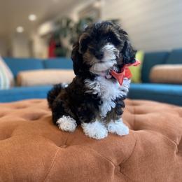 Havanese and Havapoo Puppies from Ladypawspuppies