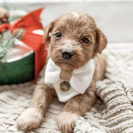 Helio - Red  male Goldendoodle puppy in Iola, Texas from Supreme Doodles of Texas